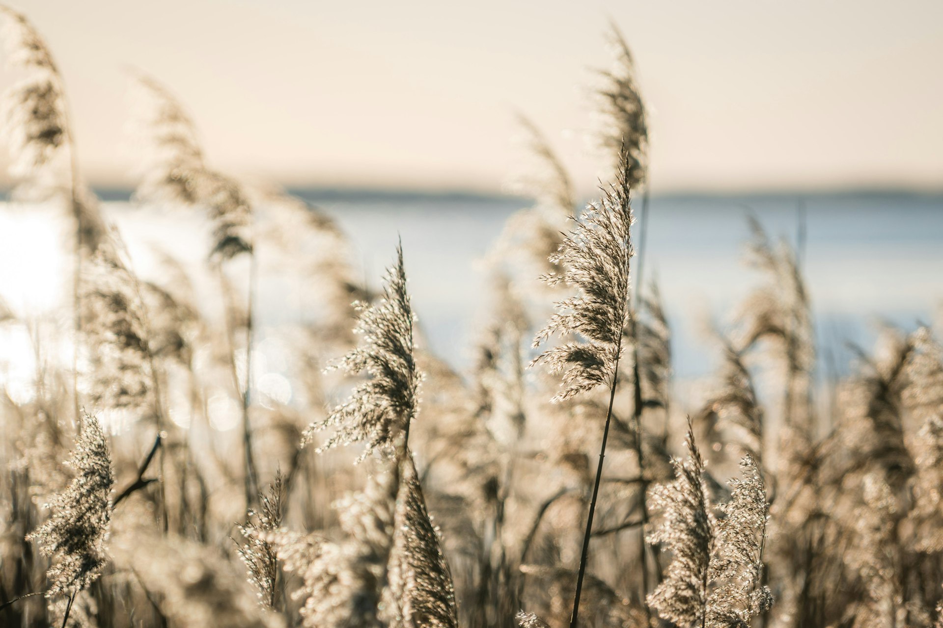 a close up of a bunch of tall grass